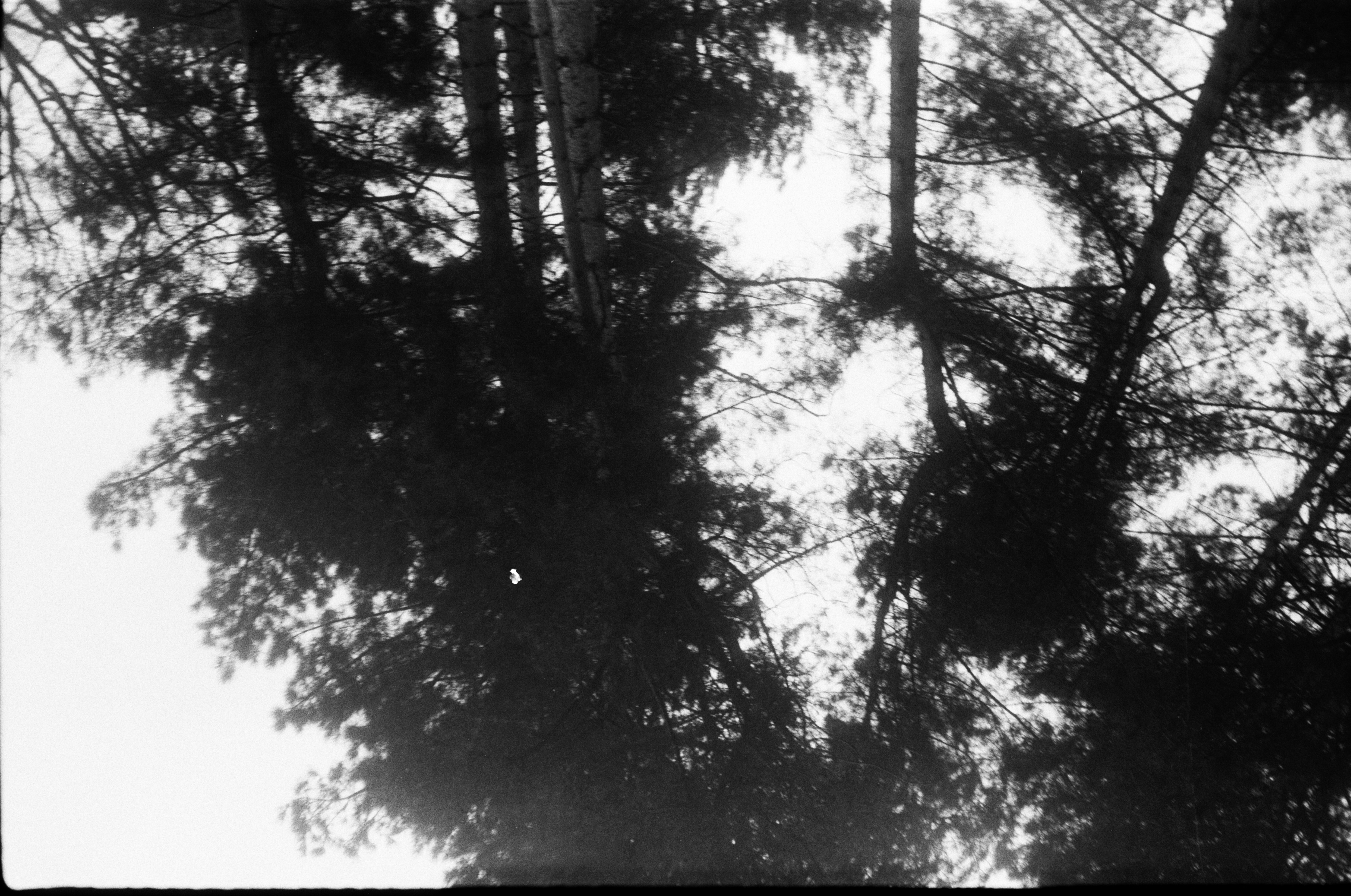 photograph of trees